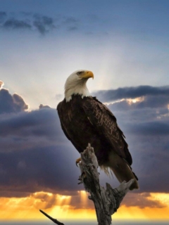 Bald Eagle at Heron Park