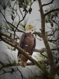 Bald Eagle