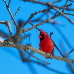 Cardinal