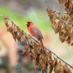 Cardinal