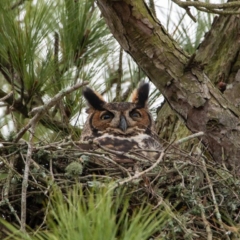 Great Horned Owl