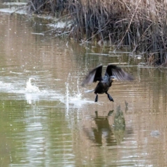 Cormorant