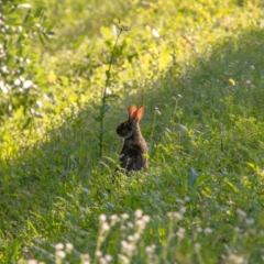 Cottontail Rabbit
