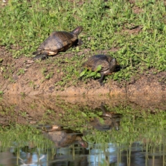 Red-Eared Slider Turtles