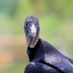 Black Vulture