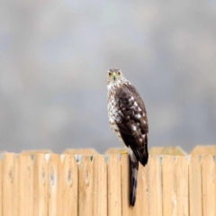 Juvenile Coopers Hawk