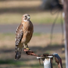 Red Shouldered Hawk