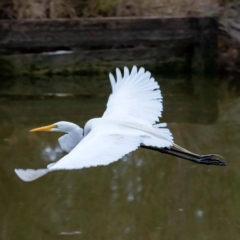 Egret