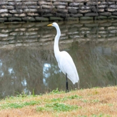 Egret on Taylor Bayou