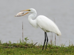 Egret at Heron Park