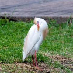 Cattle Egret