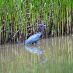 Little Blue Heron