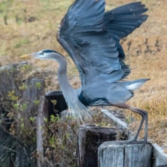 Great Blue Heron