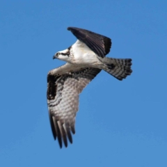 Osprey