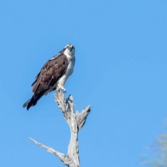 Osprey at Heron Park