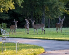 White-Tailed Deer