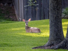 White-Tailed Deer