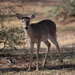 White-Tailed Deer