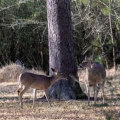 White-Tailed Deer