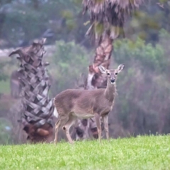 White-Tailed Deer