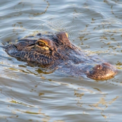 American Alligator