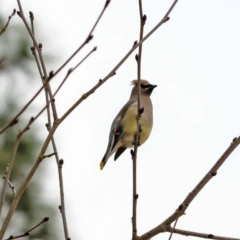 Cedar Waxwing