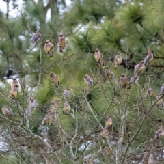 Cedar Waxwings