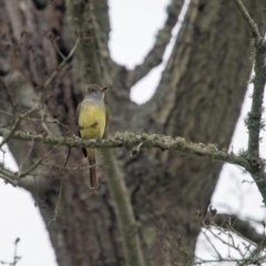 Great Crested Flycatcher