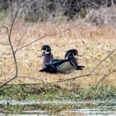 Male Wood Ducks