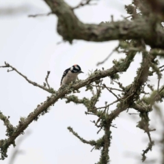Downy Woodpecker