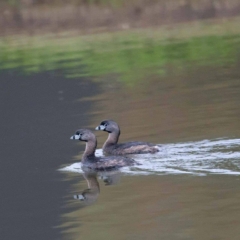 Pied-Billed Grebes
