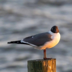 Seagull