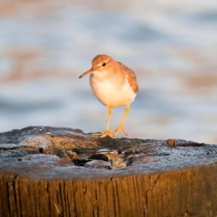 Spotted Sandpiper