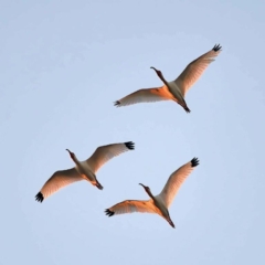 White Ibis