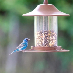 Indigo Bunting