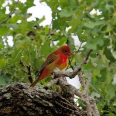 Summer Tanager