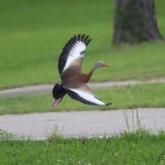Black-Bellied Whistling Duck
