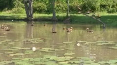 Black Bellied Whistler Ducks