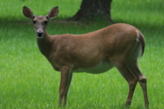 White-Tailed Deer